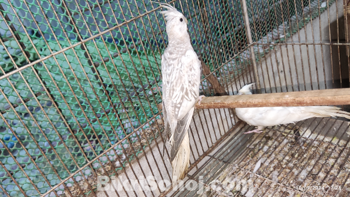 Cockatiel Male & Female